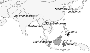 Distribution of fossil and modern tarsiers, modified from Chaimanee et al (2012)