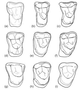 Comparison of Amamria and several putative anthropoid molars. A) Afrotarsius libycus, B) Eosimias centennicus, C) Phenacopithecus krishtalkai, D) Bahinia pondaungensis, E) Amamria tunisiensis, F) Proteopithecus sylviae, G) Talahpithecus parvus, H) Catopithecus browni, I) Oligopithecus rogeri